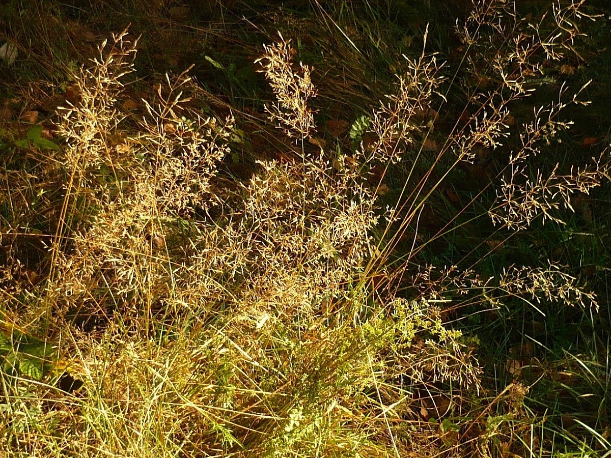 Agrostis capillaris var. capillaris (Poaceae)